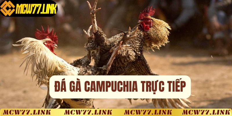 đá gà Campuchia trực tiếp